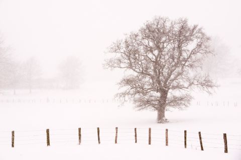 Eik tijdens stevige sneeuwbui