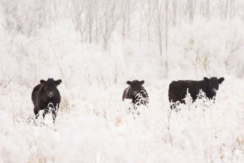 Runderen in winter landschap