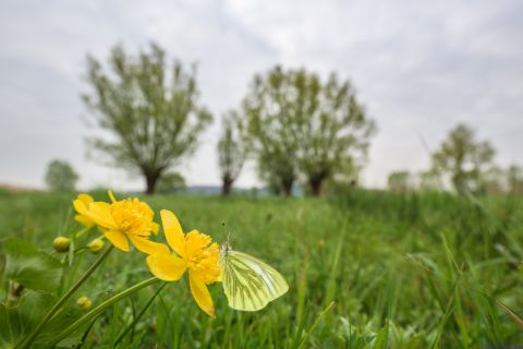 Klein geaderd witje in meersenlandschap