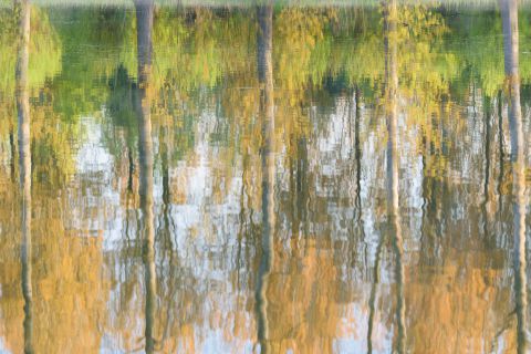 Populieren reflecteren in het water