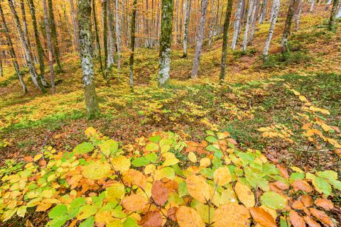 Colourful beech forest