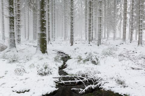 Enchanted white forest