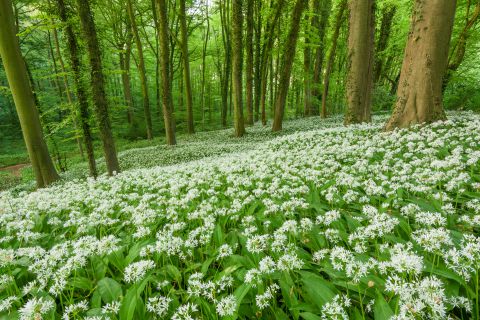 Daslook in het Neigembos