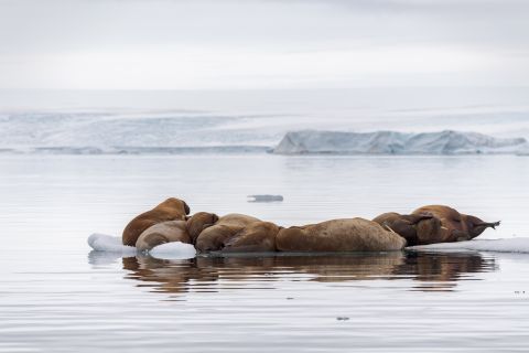 Walrussen op ijs
