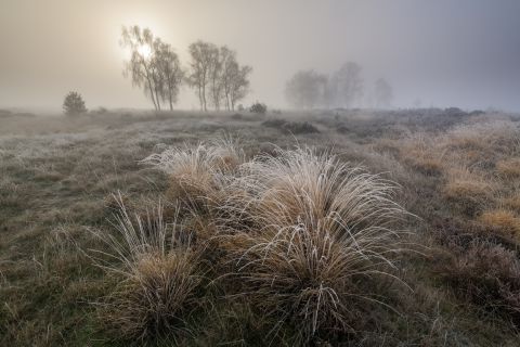 Misty heath