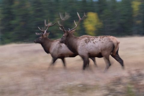 Wapiti herten lopen dpor het beeld