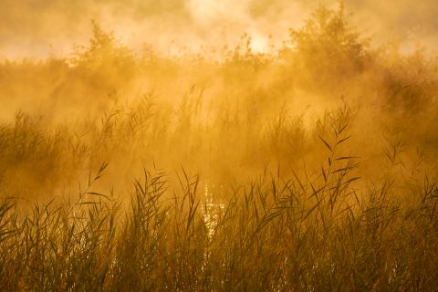 Riet in tegenlicht