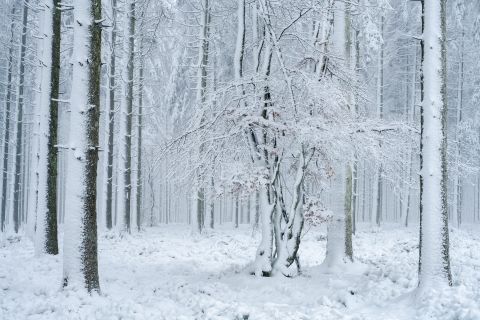 Winter forest | Manhay, Luxembourg