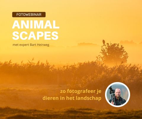 Animalscapes webinar