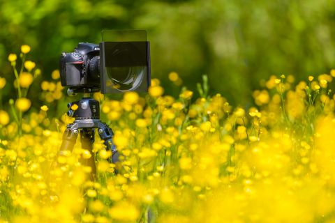 Statief tussen boterbloemen