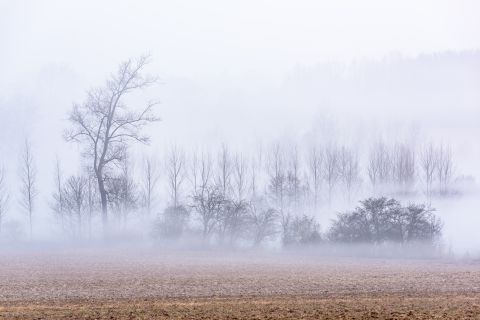 Kale bomen in de mist