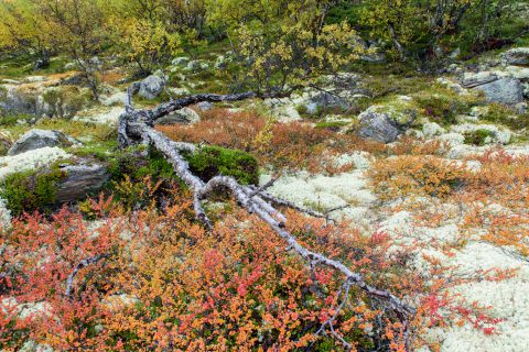 Colourful autumn vegetation