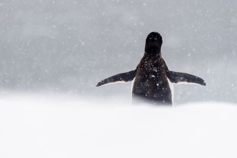 Gentoo penguin