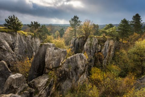 Fondri des Chiens