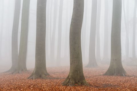 Beukenbos in de mist