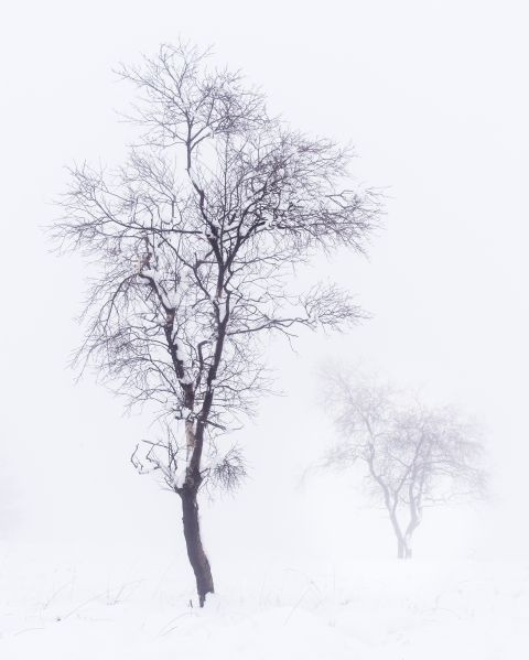 Twee bomen in dichte mist