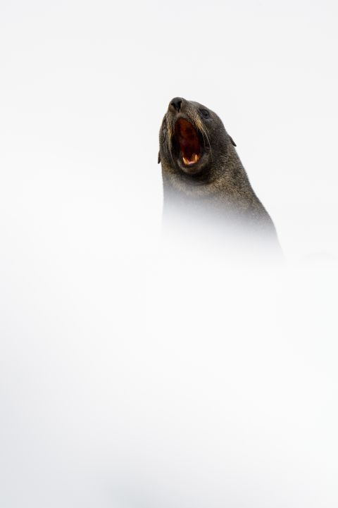 Kerguelenzeebeer - Orne Island, Antarctisch Schiereiland