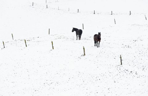 Paarden in de sneeuw