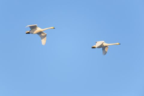 Zwanen vliegen tegen blauwe lucht