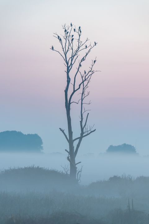 Cormorant in dead tree