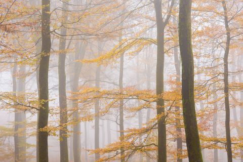 Detail van een beukenbos in de mist