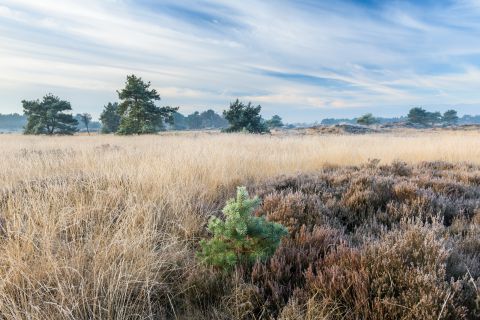 Heidelandschap met jonge den in de voorgrond