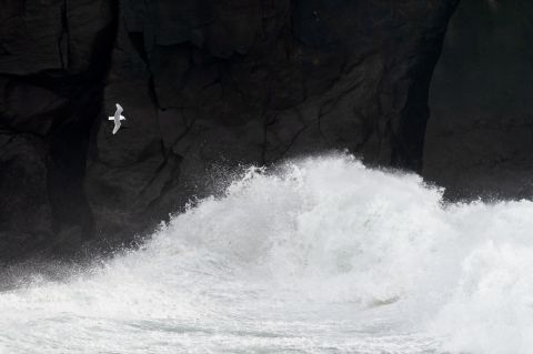 Drieteenmeeuw vecht tegen de storm