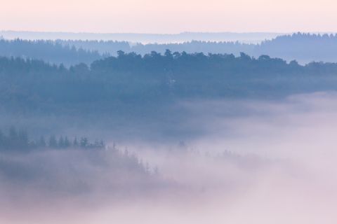 Bossen gehuld in mist