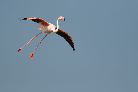 Landing Flamingo