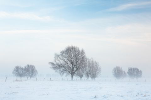 Langemeersen in de sneeuw