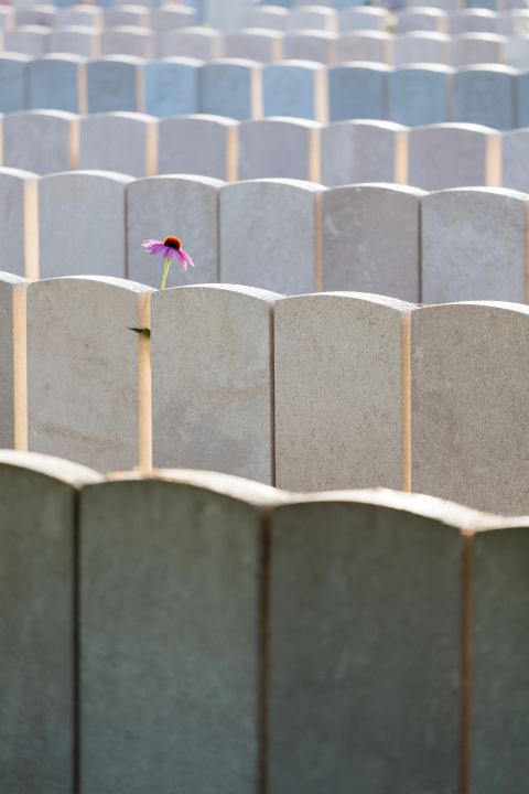 Flower among gravestones